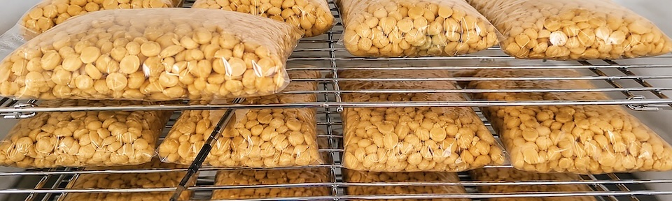 Bacs de tempeh en cours d'incubation dans l'atelier Zyfe